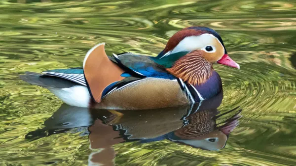 Mandarin Duck Blades