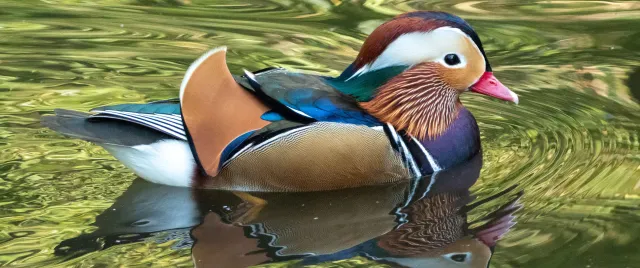 Mandarin Duck Blades translation