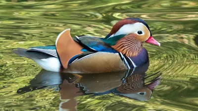 Mandarin Duck Blades translation completed